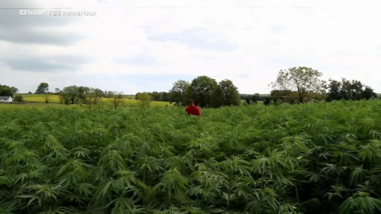 State Officials Want New Jersey to Become Center of Hemp Farming