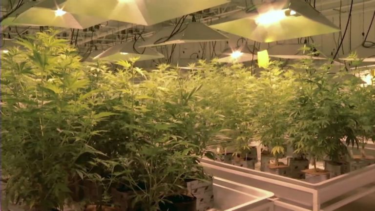 Are the state’s laws keeping up with the growing medical pot industry?