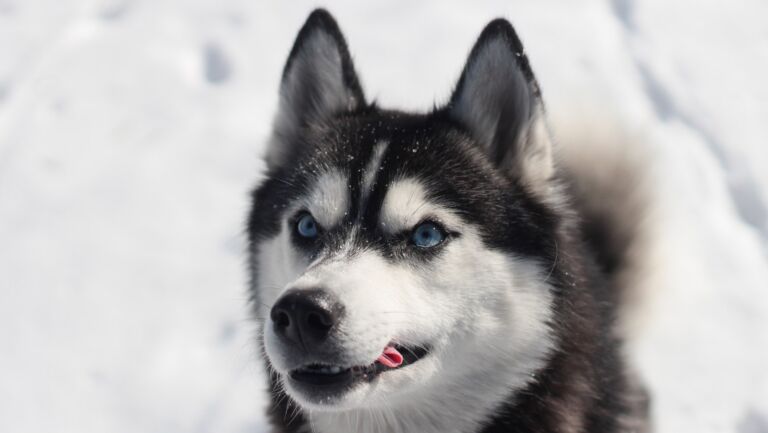 Op-Ed: NJ’s pet tax credit proposal reflects personhood debate
