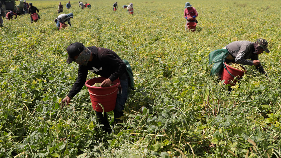 South Jersey Seasonal Farmworkers with COVID-19 Infections Now Up to ...