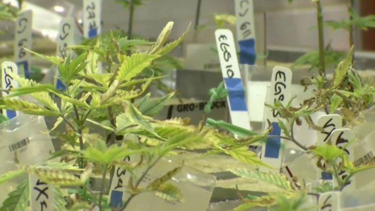 The decision to legalize recreational marijuana in NJ is yours