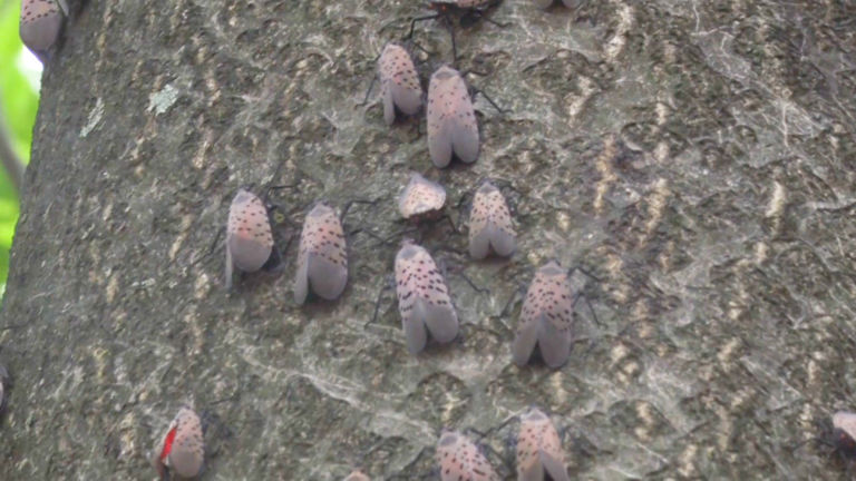 Have you seen this bug? How to spot and kill the spotted lanternfly