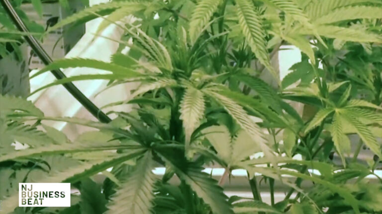 NJ Business Beat: Preparing for a marijuana industry in NJ