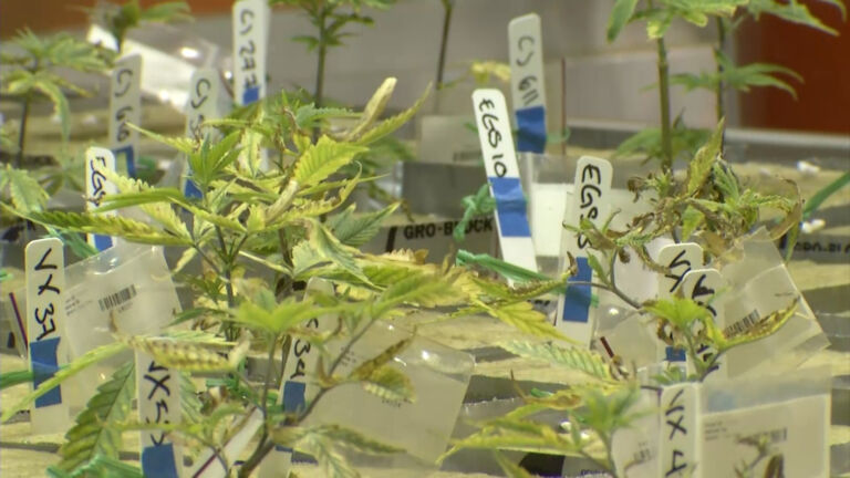 Roadblocks to legalized marijuana remain. Lawmakers work to get around them