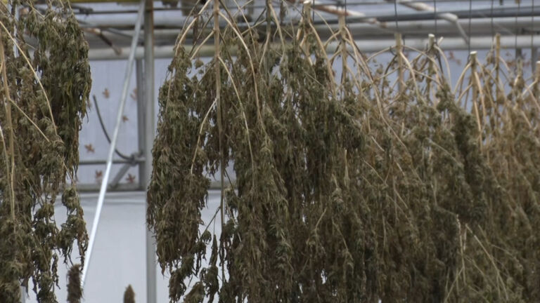 NJ’s hemp industry starts to grow