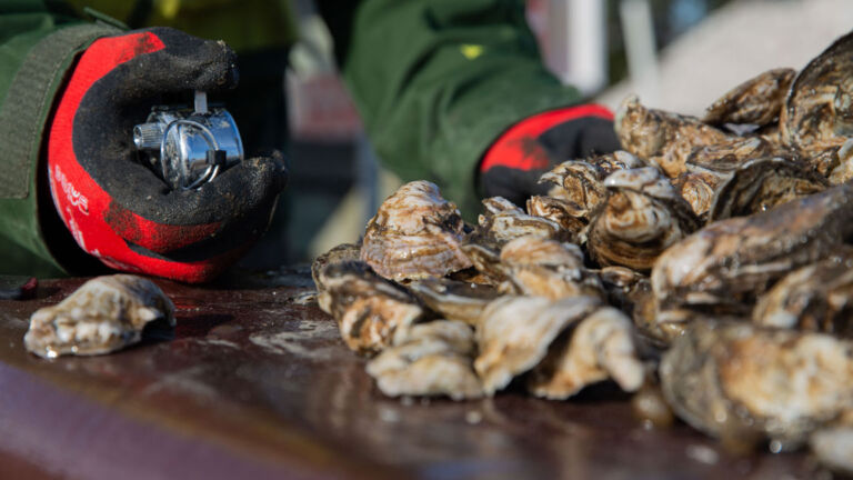 Shellfish industry gets Assembly backing for aquaculture law change