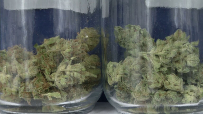 New York joins New Jersey in quest to get cannabis industry up and running