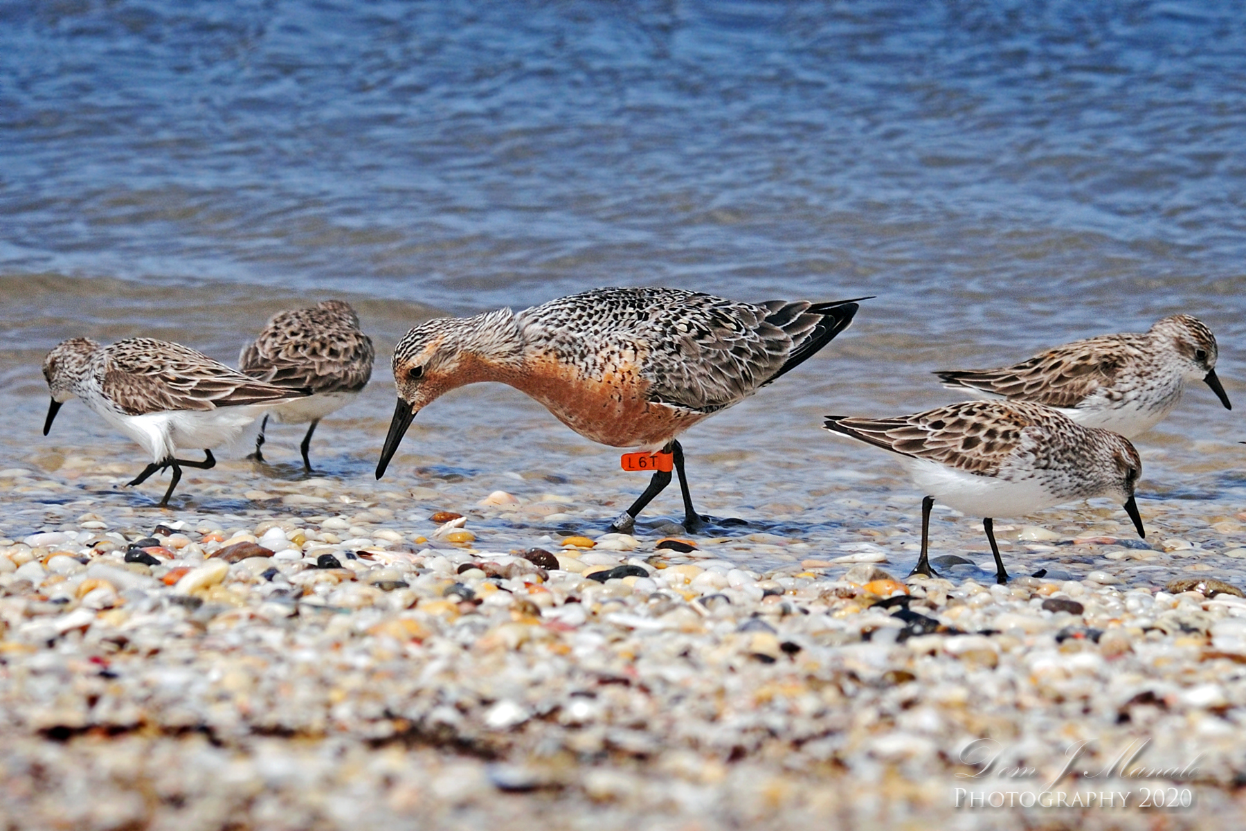 Newly formed island off the coast at Brigantine is a haven for red knot