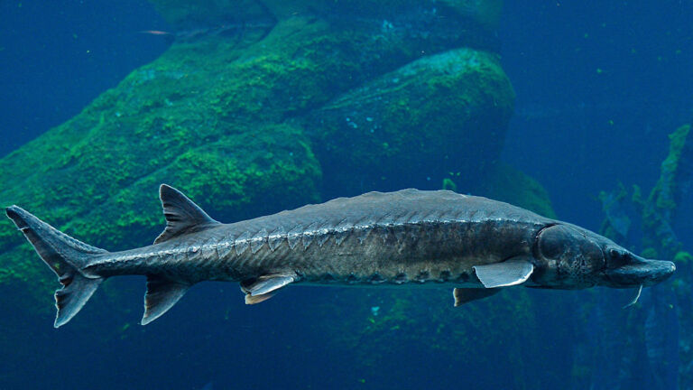 Fewer than 250 adult Atlantic sturgeon remain in the Delaware River, new study says