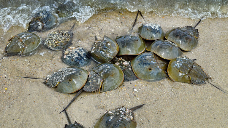 Quotas for Delaware Bay horseshoe crab harvest are based on flawed premise, study says