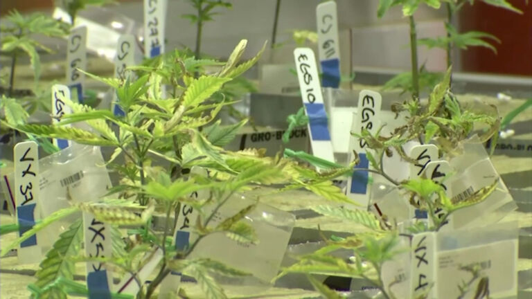 Many NJ towns take wait-and-see approach to marijuana sales, businesses