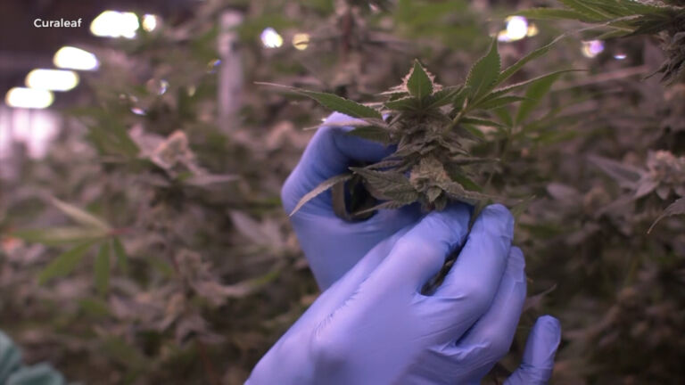 Majority of NJ towns opt out of legal weed sales
