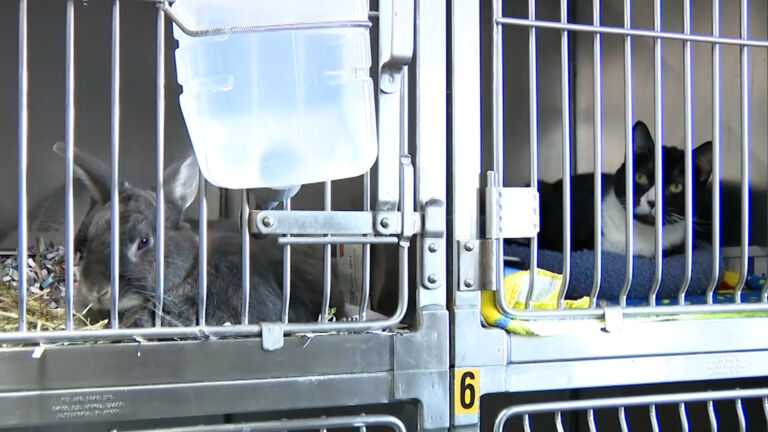 Pandemic pets being returned causes animal shelters to near capacity