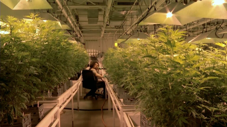 NJ launches grant program for aspiring cannabis business operators