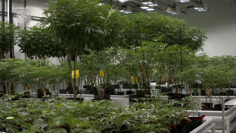 Businesses face challenges to get into NJ’s marijuana market