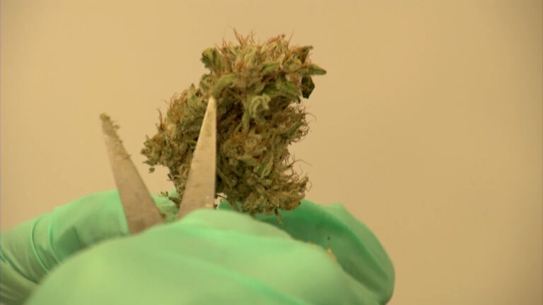Many applicants disappointed as NJ cannabis commission announces new medical license recipients