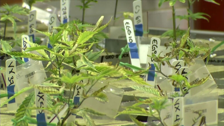One year after NJ voted for recreational marijuana, the industry is still on the verge