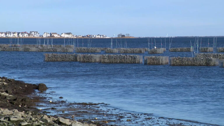 Could ‘living shorelines’ aid communities at risk of flooding?