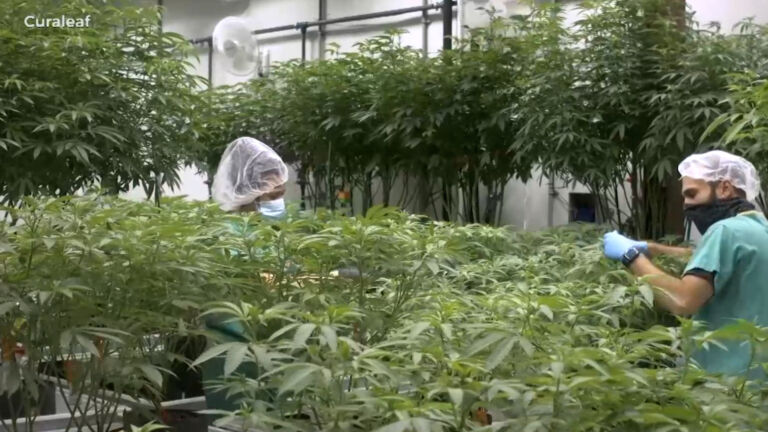 Hundreds begin to apply for cannabis licenses