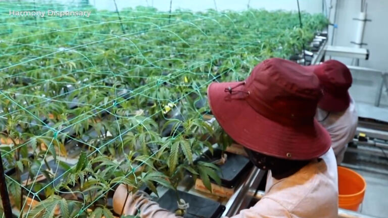 Concern that sale of recreational marijuana could squeeze out medicinal users