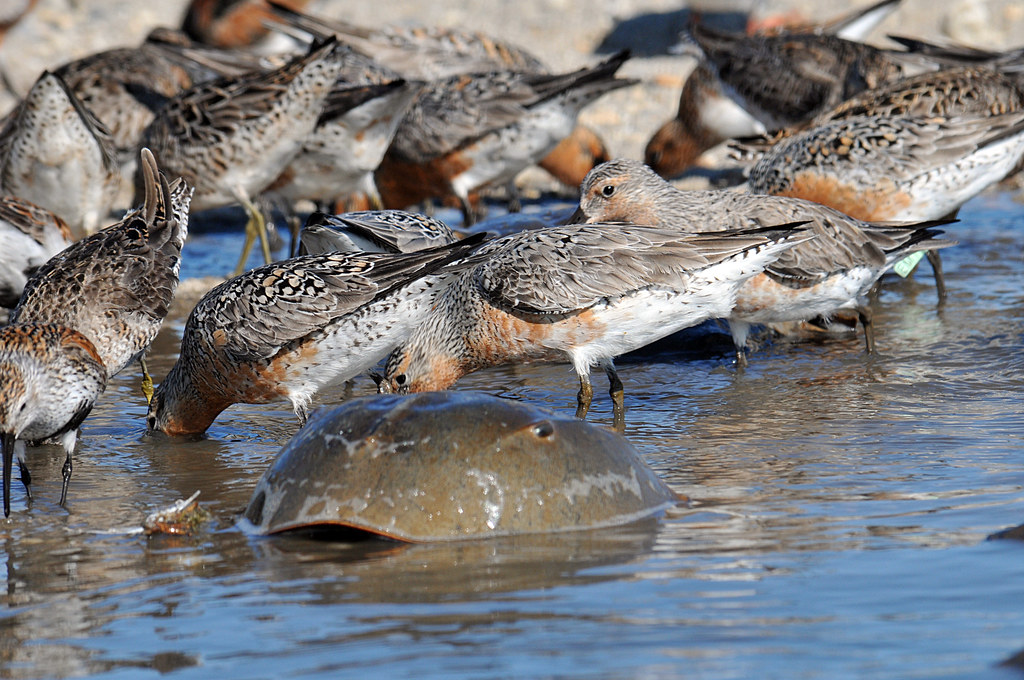 Red knot numbers rise to four-year high, and nearly all in NJ