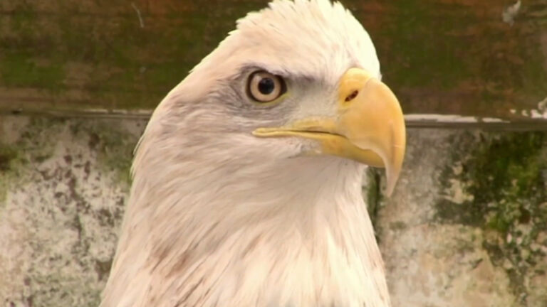 Bald eagle population makes a big comeback in NJ