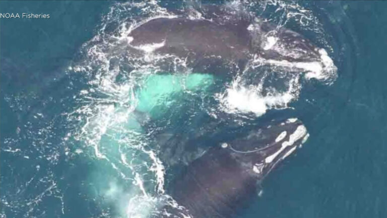 Endangered right whale migration, threats along Jersey Shore