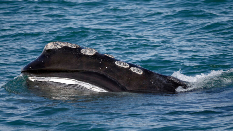 House votes to delay North Atlantic right whale protections