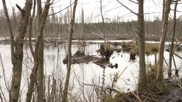 NJDEP invests in Atlantic white cedars