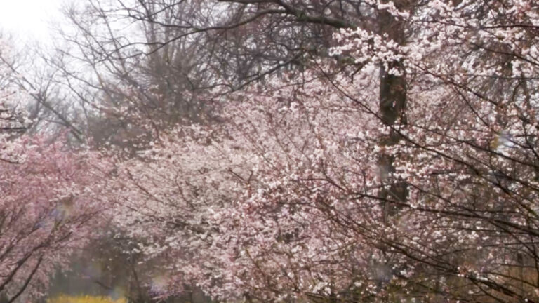 A plan to plant more trees in Newark