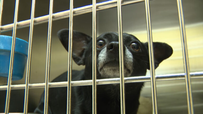 Trenton’s animal shelter funding cut, mayor calling for state to intervene