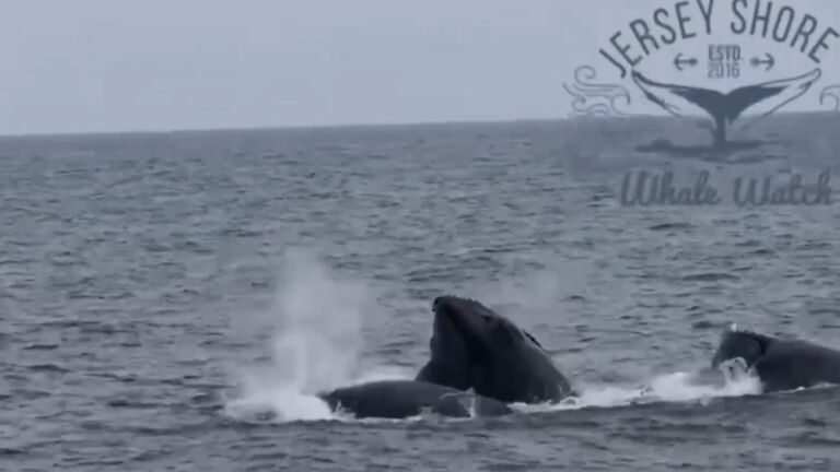 More and more humpback whales spotted off Asbury Park