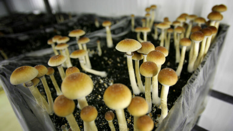 NJ lawmakers consider psychedelics for getting healthy, not high