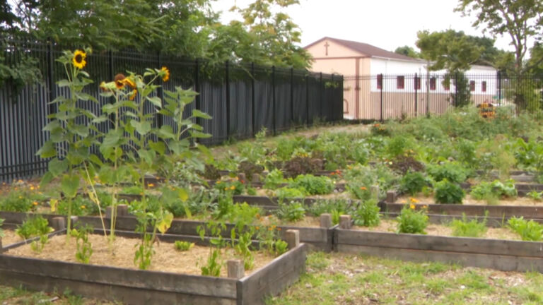 Newark high school creates one of the largest urban farms in the city