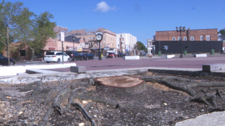 Advocates angry that Lakewood cut trees to keep homeless people away