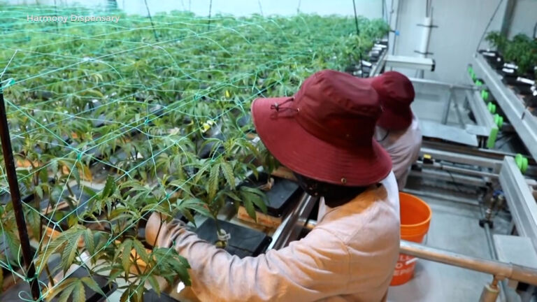 Conditionally approved cannabis businesses still face challenges