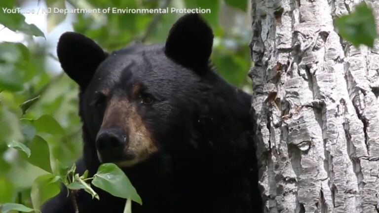New Jersey’s bear hunt is over