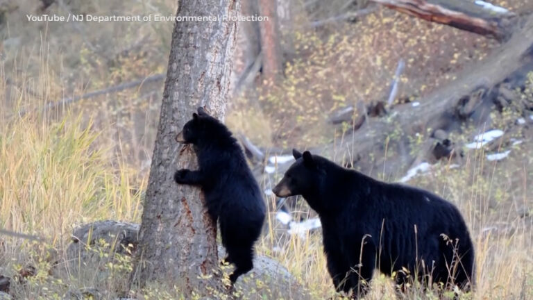 Council gives go-ahead to bear hunt