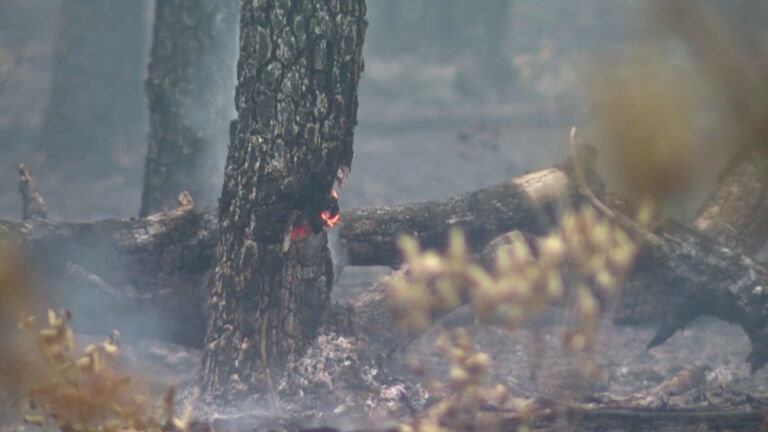 Wildfire prevention plan for Pinelands sparks resistance