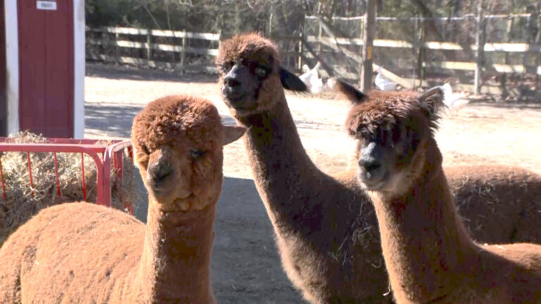 South Jersey sanctuary a haven for hundreds of animals
