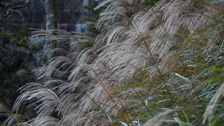 NJ set to tackle plant invaders