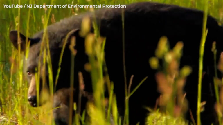 Bear hunt is back on in NJ after court ruling