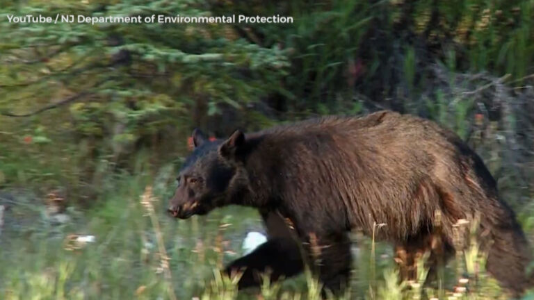 NJ bear hunt on hold after court order