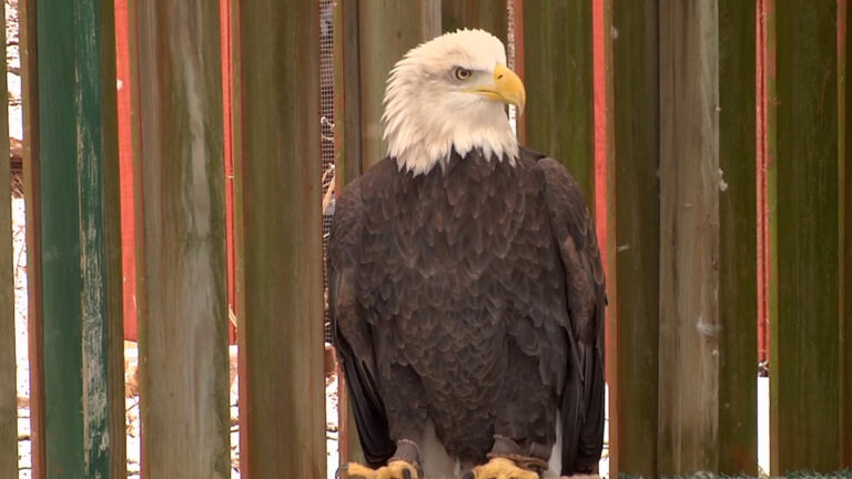 Bald eagle population continues to rise in NJ