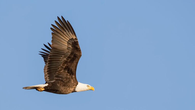 The bald eagle’s recovery has been remarkable, but threats lurk