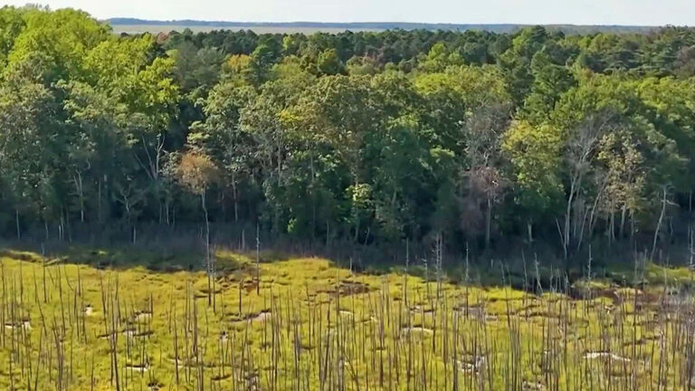 Water’s Edge: This ancient forest is a gem. Can it be saved?