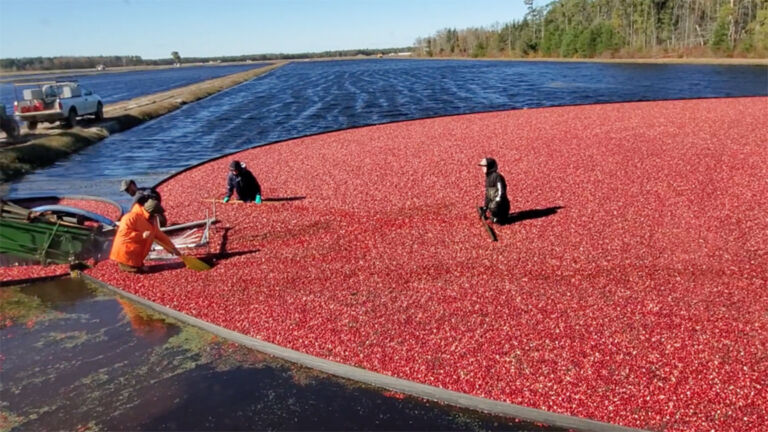 Water’s Edge: How will cranberries take the heat?