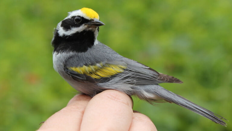Water’s Edge: Too little, too late for the golden-winged warbler?