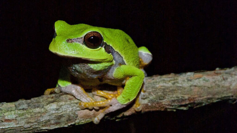 Water’s Edge: Pine Barrens treefrogs, ‘true New Jerseyans,’ still hanging on