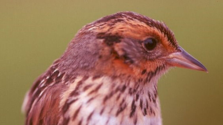 Water’s Edge: This tiny songbird is the polar bear of the Delaware Bayshore